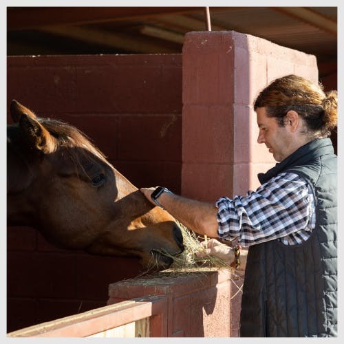 A sitter stroking a horse's nose