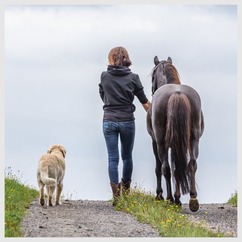 A sitter walking a horse with a dog