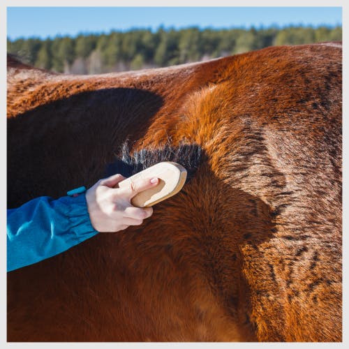 A horse being brushed