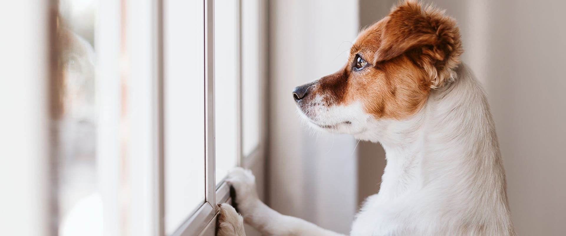 a dog, who has been left on its own, looking longing out of the window with its front paws on the windowsill