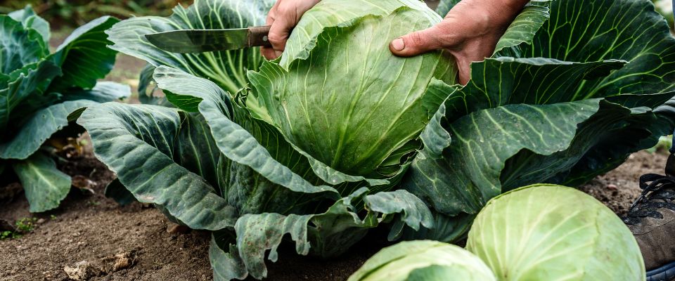 Is cabbage hotsell safe for dogs