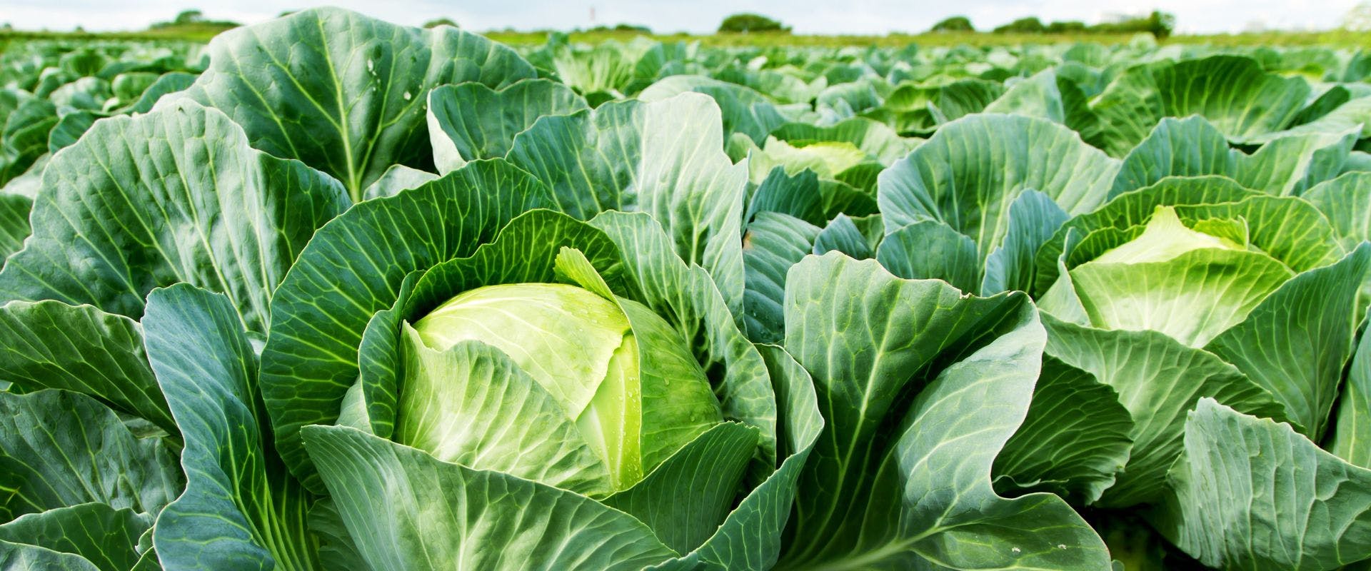 Cabbages growing in a field