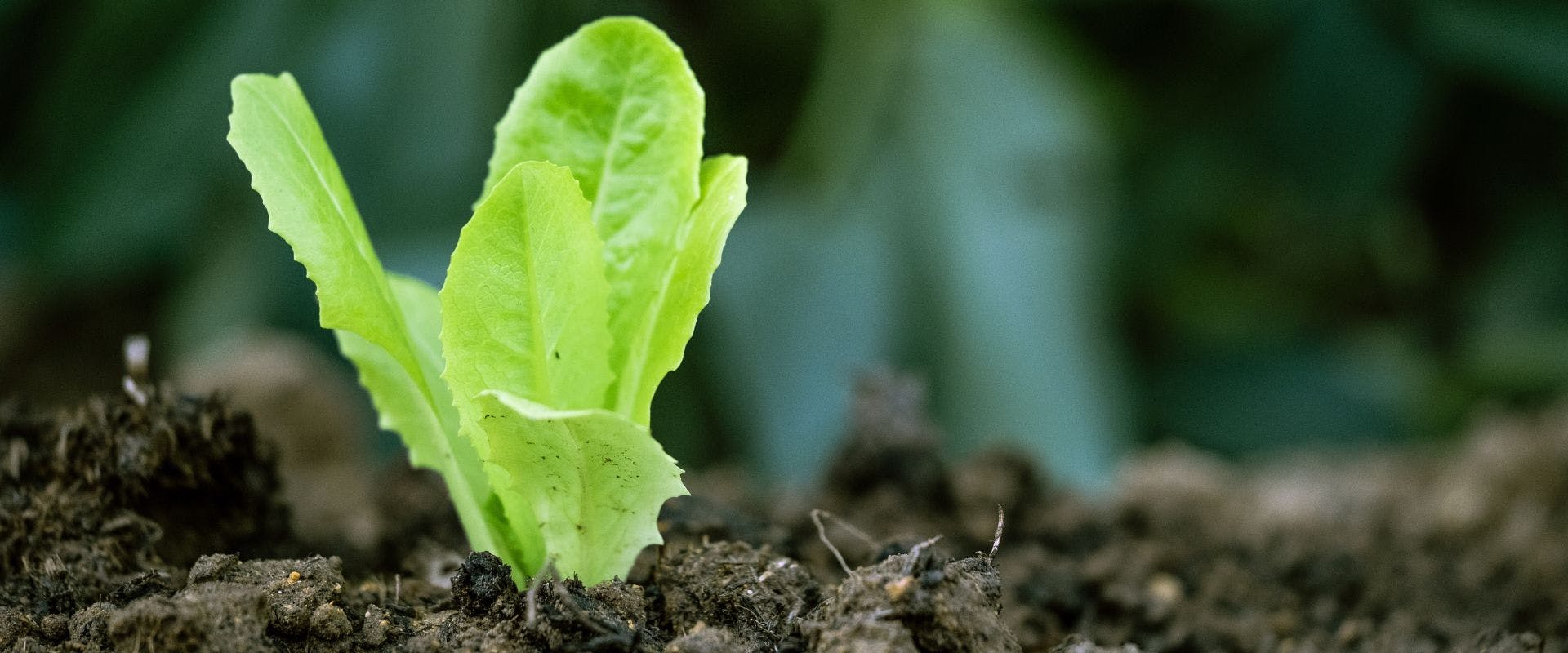 Close-up of lettuce growing 