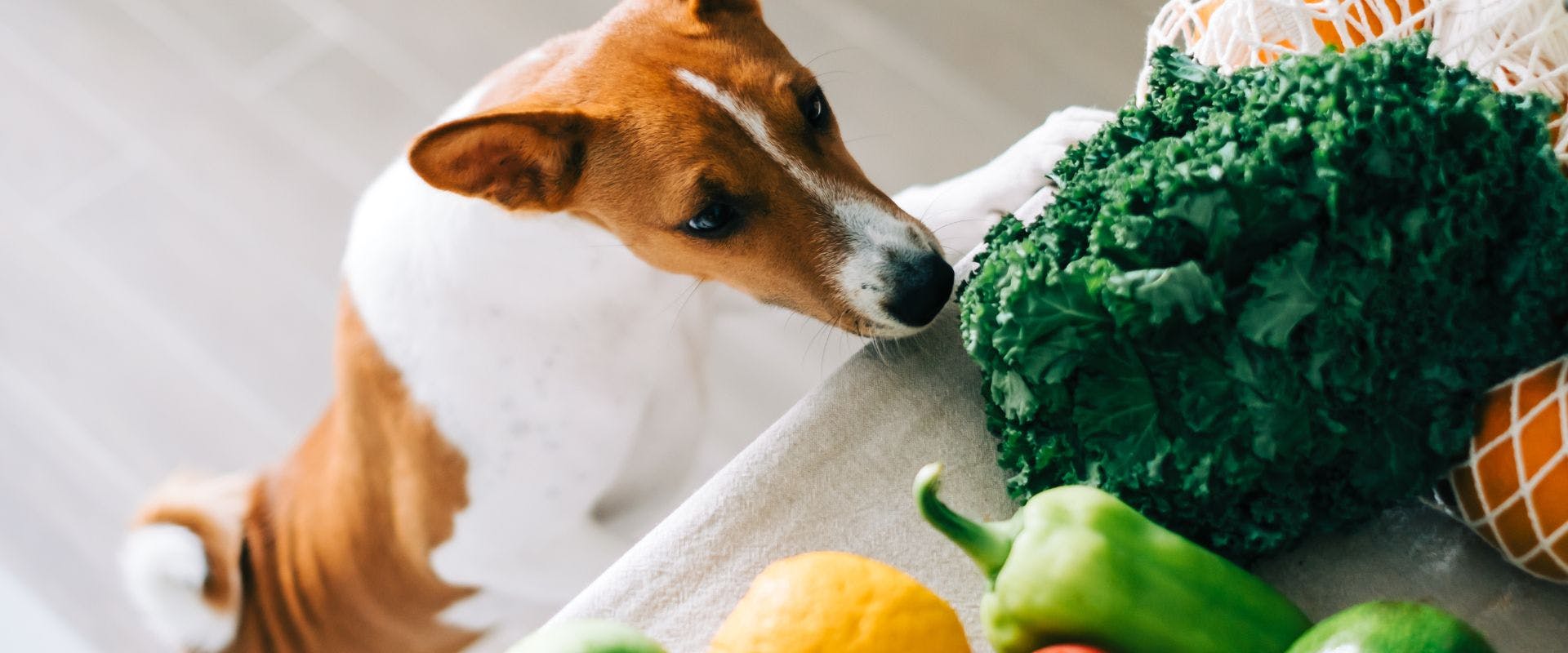 Jack Russell dog sniffing at vegetables