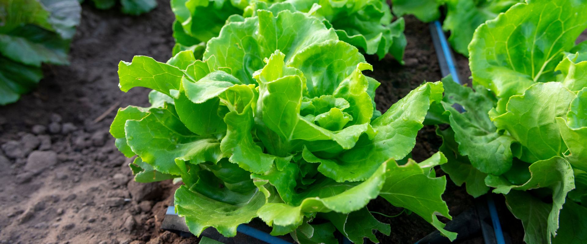 Curated visual reference: Picture Idea: Can Dogs Eat Lettuce
