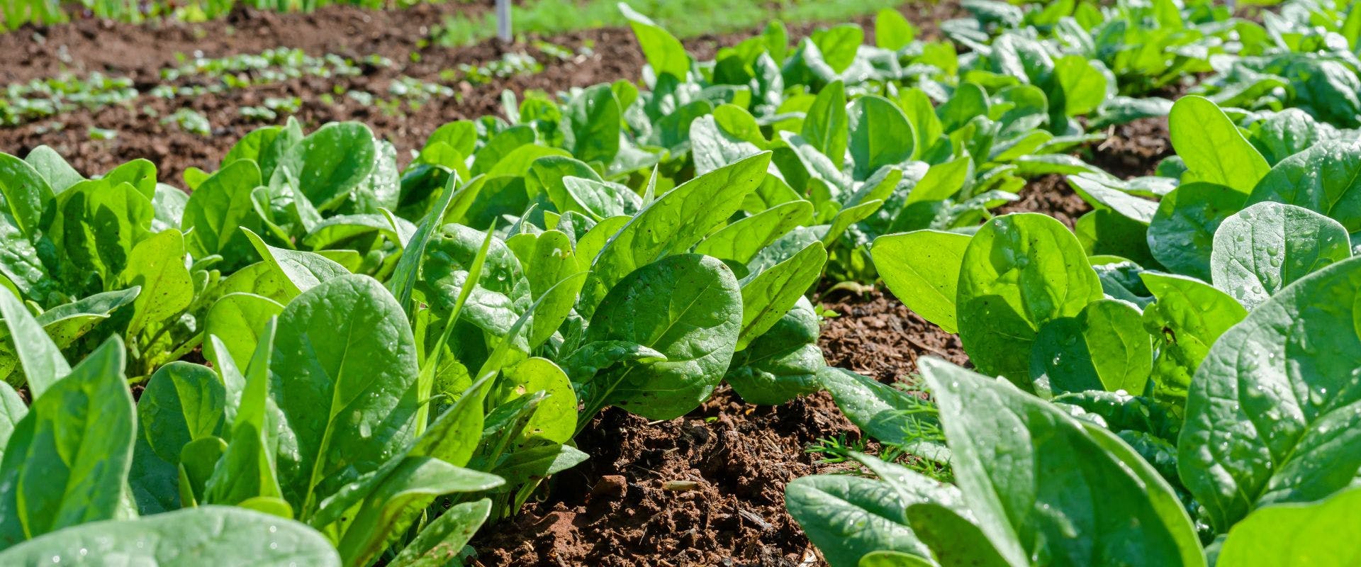 Spinach growing in a field