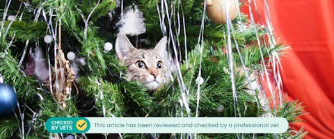 a long hairded tabby cat sat in a not so cat proof christmas tree