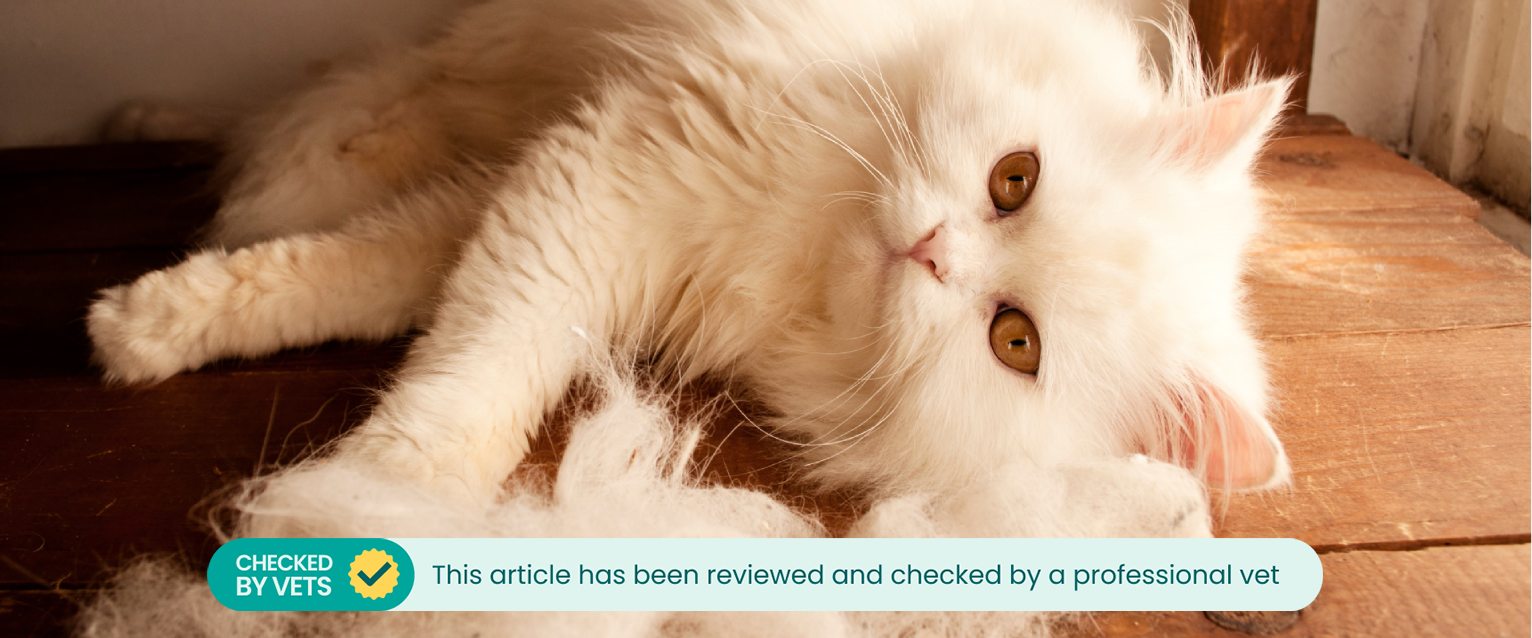 A cat shedding a lot.