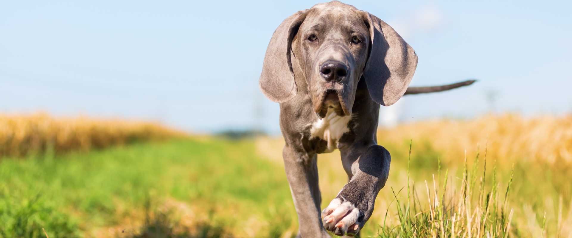 A Great Dane walks through a field.