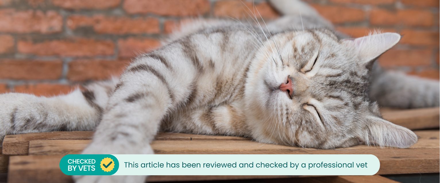 A cat snoozes in an uncomfortable-looking cat sleeping position.