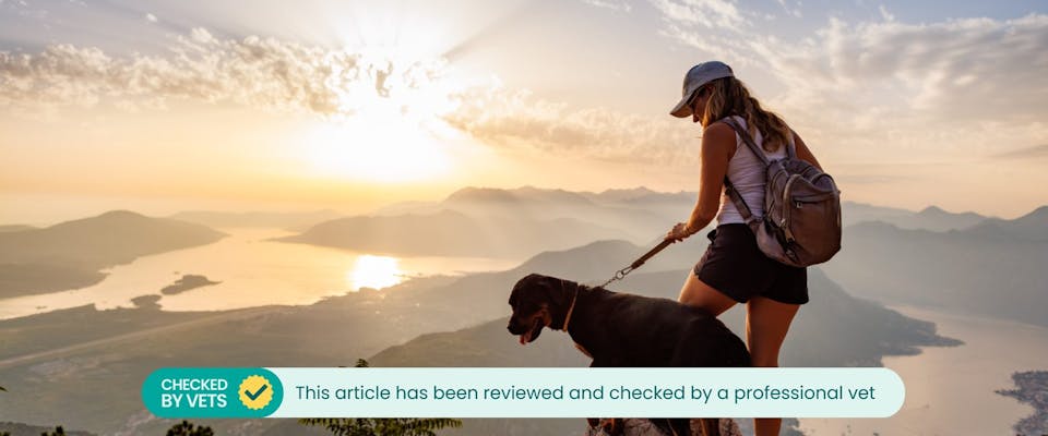 a woman and a dog hiking using dog walking gear looking out over a valley and lake view at sunset