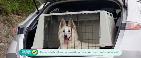 a large white dog in the boot of a car in a dog travel kennel