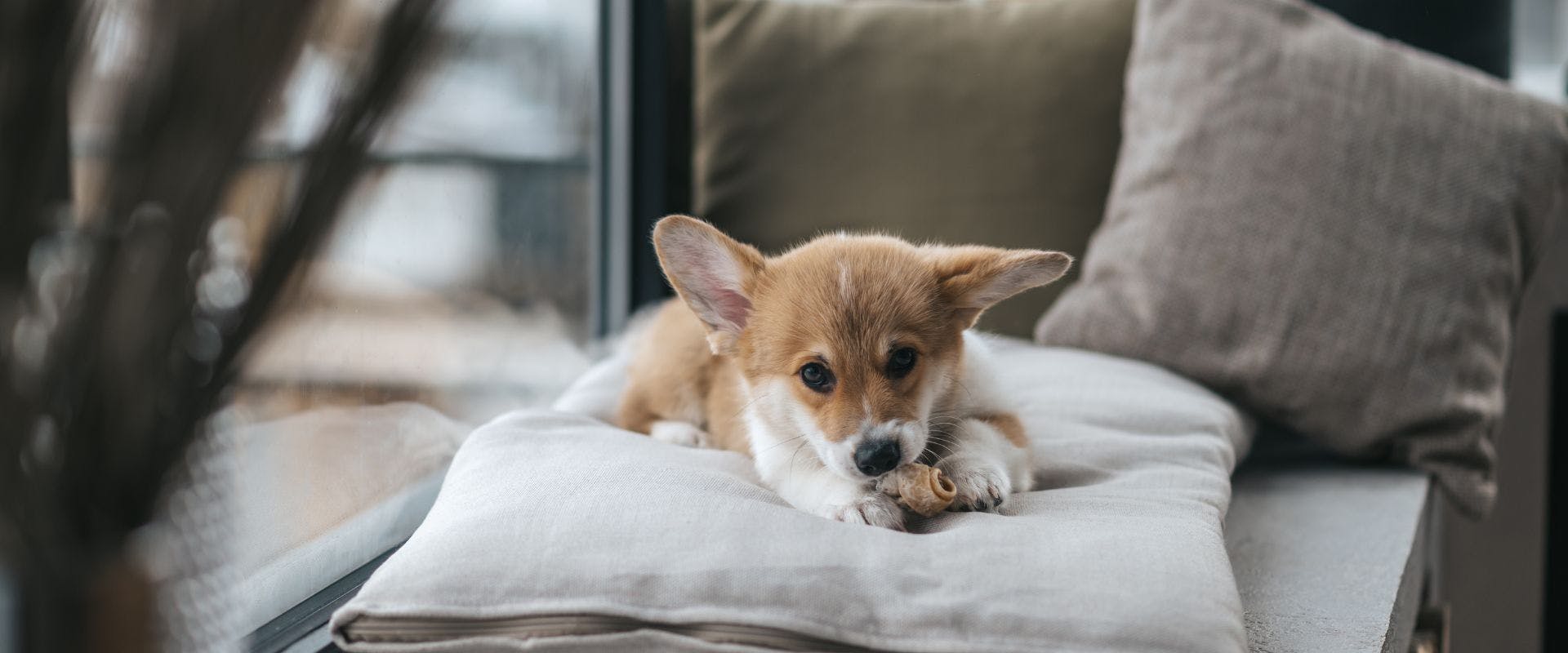 Corgi puppy eating a treat on a pillow