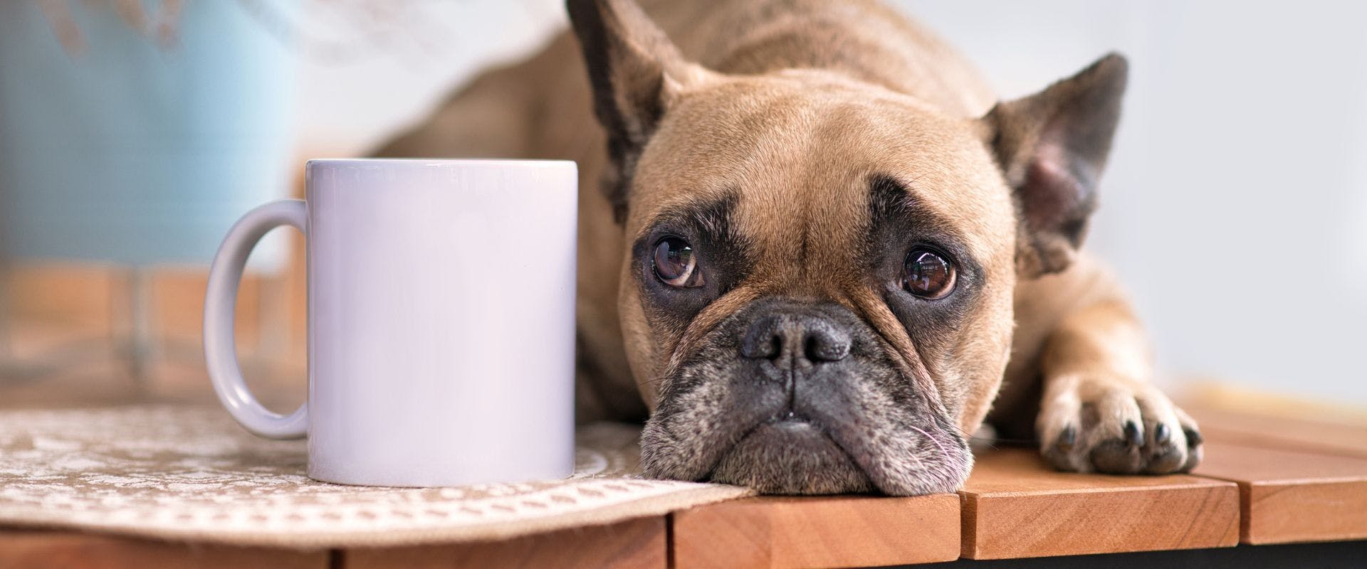 French Bulldog waiting next to a white mug