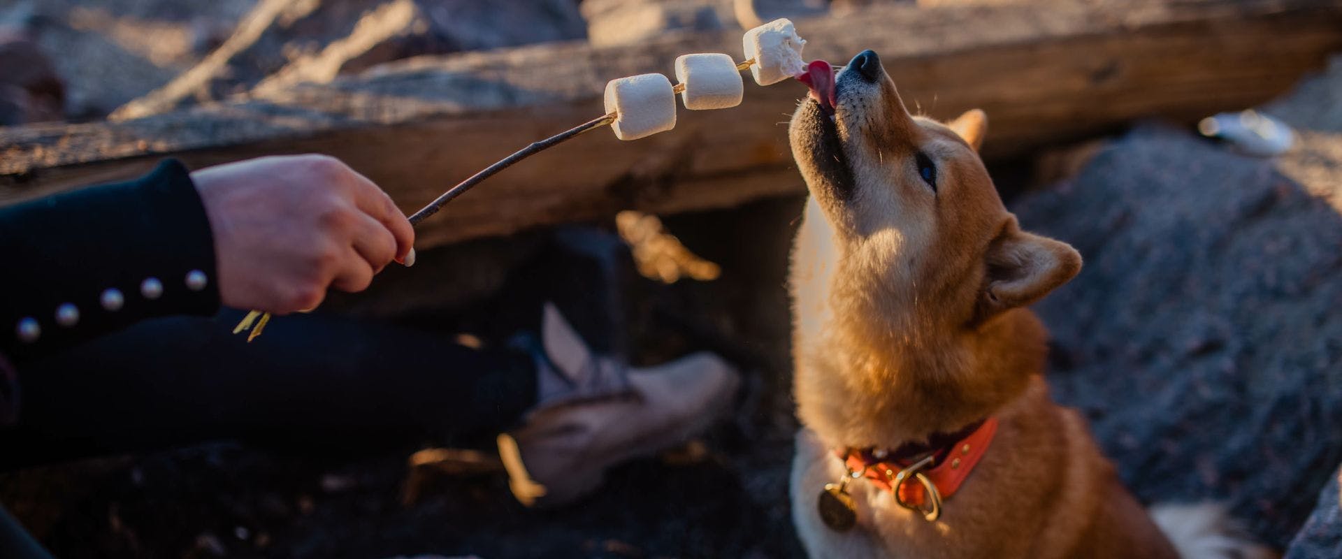 Dog trying to lick a toasted marshmallow