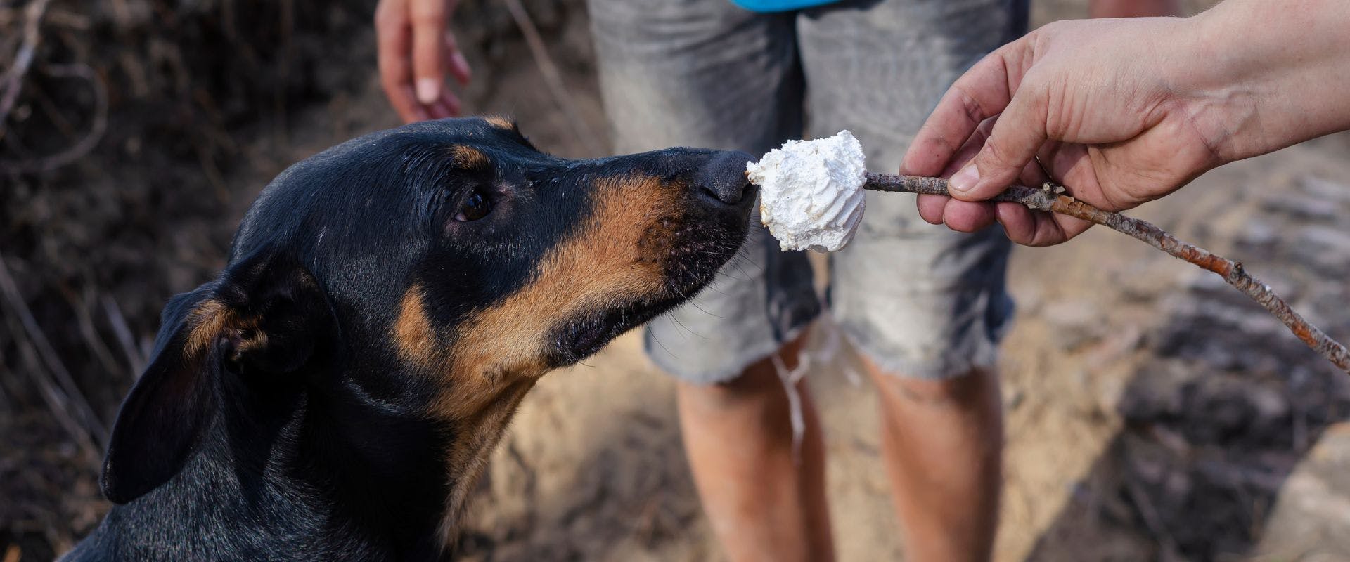Brown and black dog sniffing a marshmallow