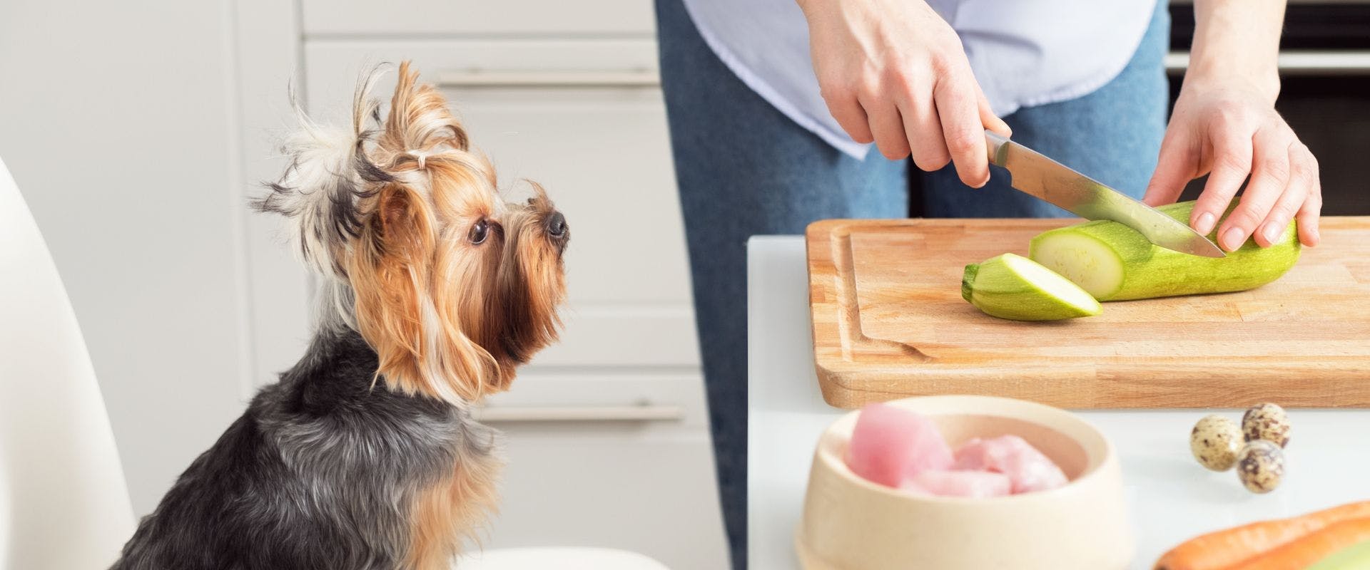 Dog watching someone slice a zucchini