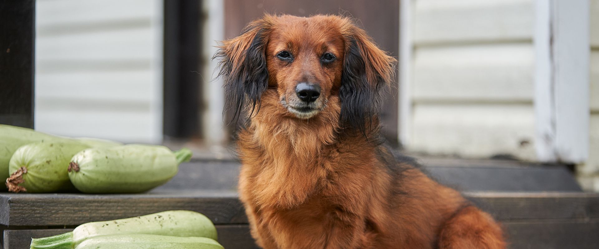 Is zucchini clearance bad for dogs