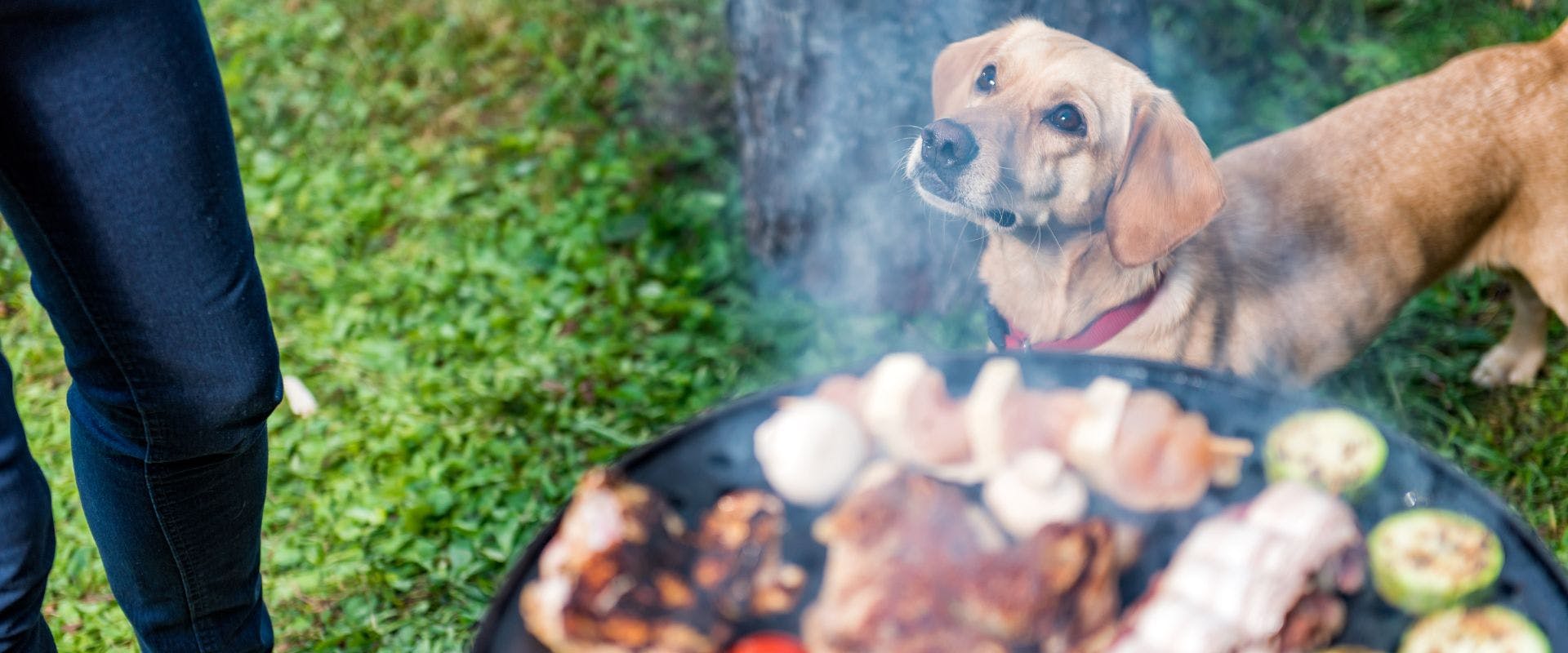 Dog next to a grill with zucchini and meats