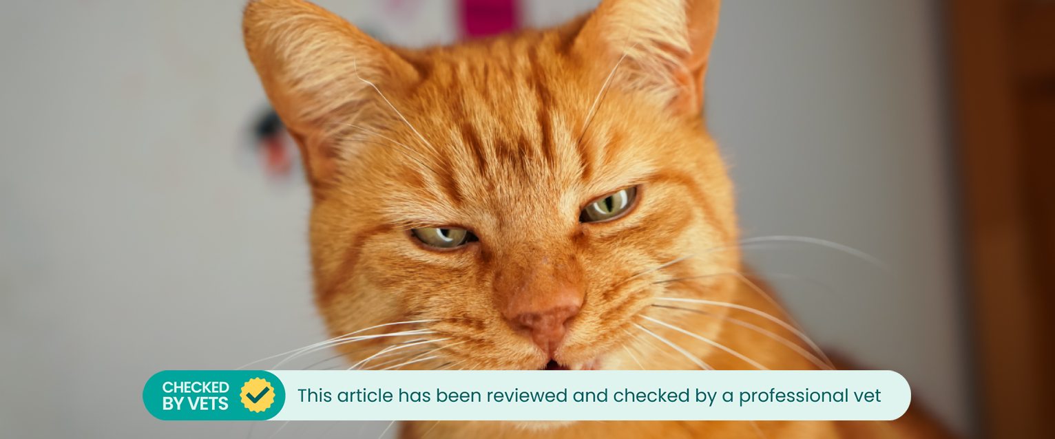 a ginger cat sneezing in mid-sneeze