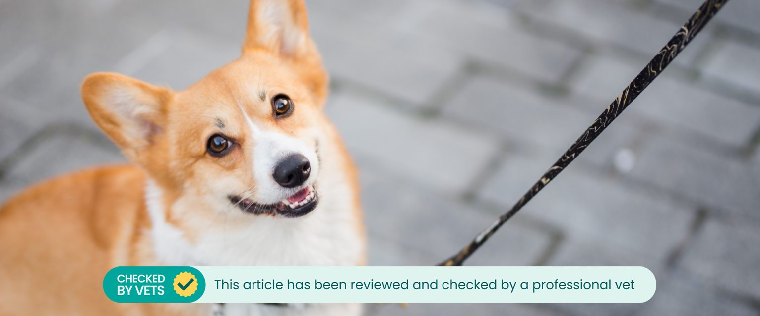 Dog on a leash looking up at their owner and refusing to walk