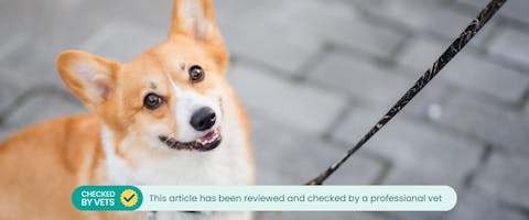 Dog on a leash looking up at their owner and refusing to walk