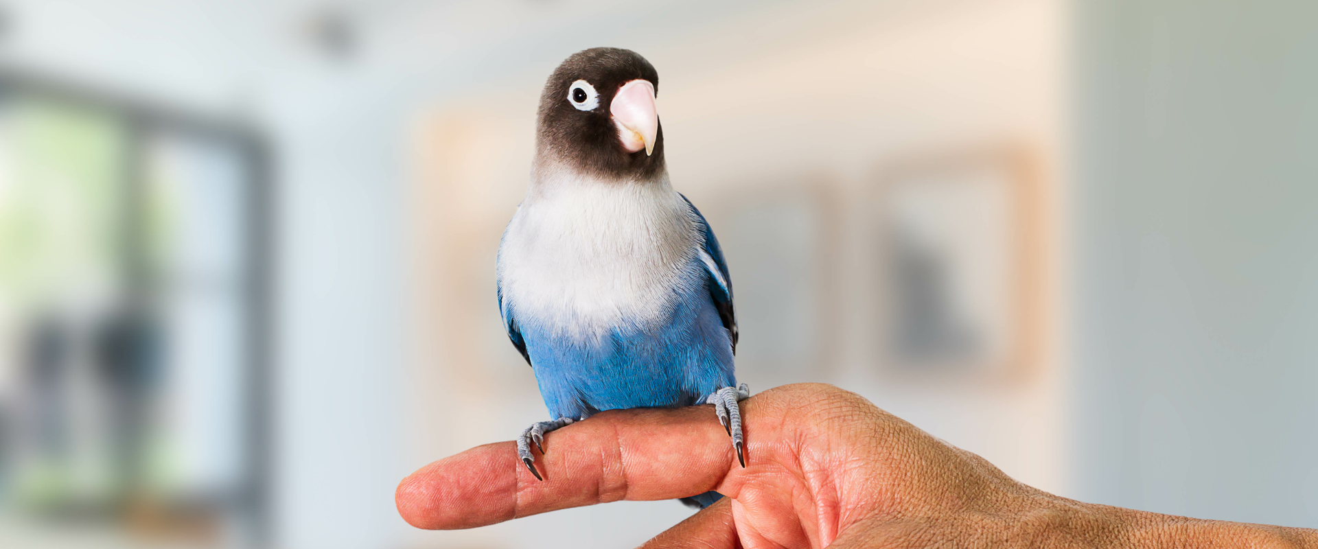 Wing it Like a Pro Tips and Tricks for Bird Sitting