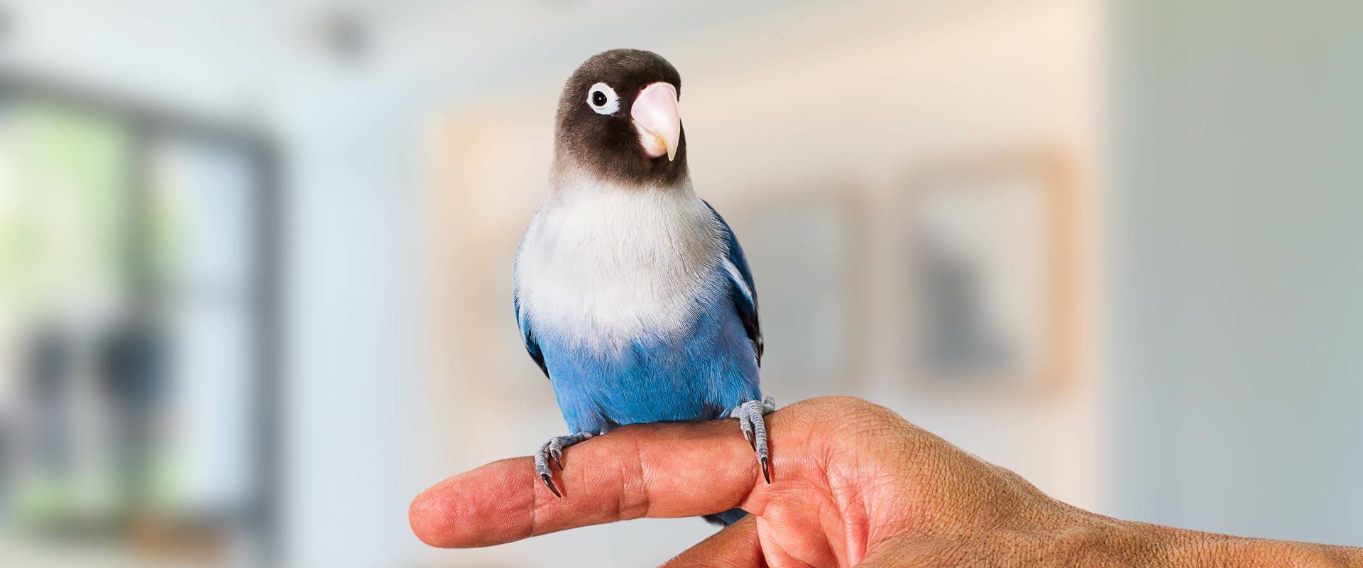 A bird standing on someone's finger.