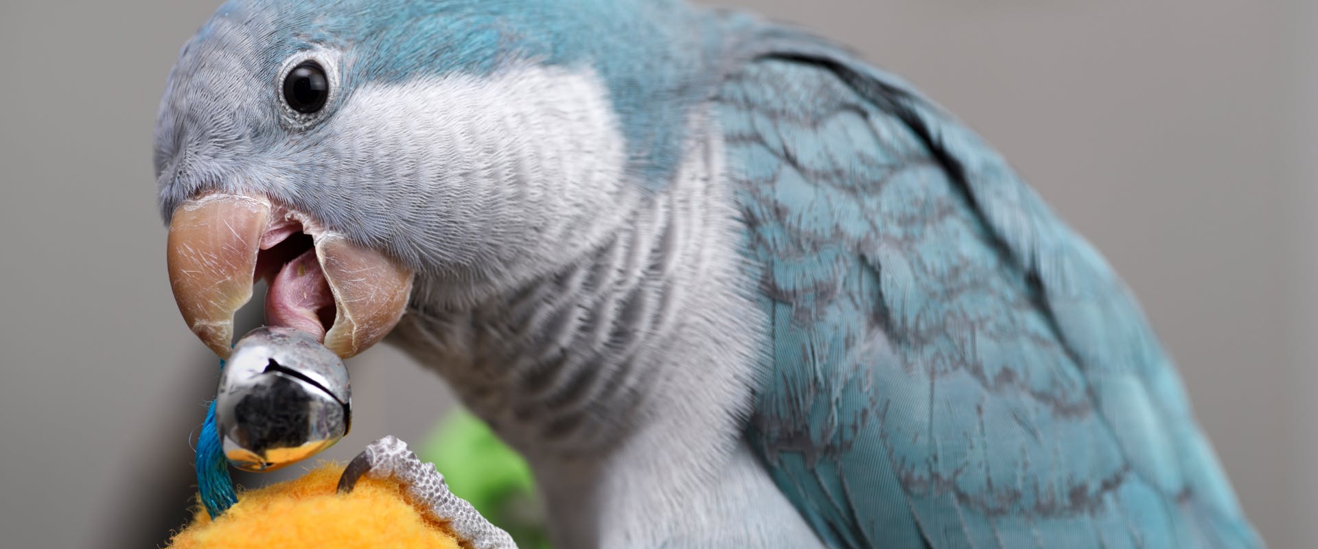 A parrot playing with a toy.