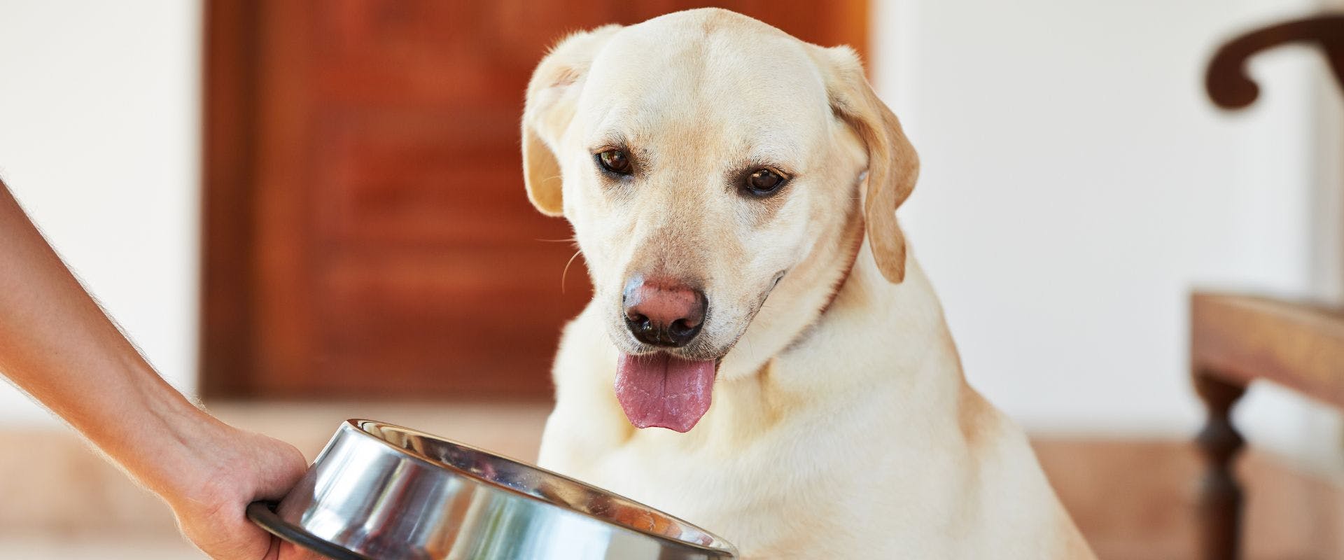 Golden Labrador waiting for food from a metal bowl