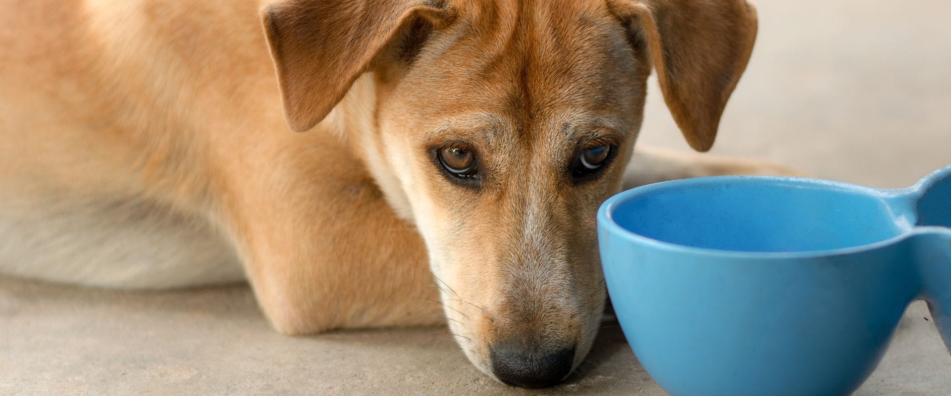 Beige dog waiting by a blue bowl for food