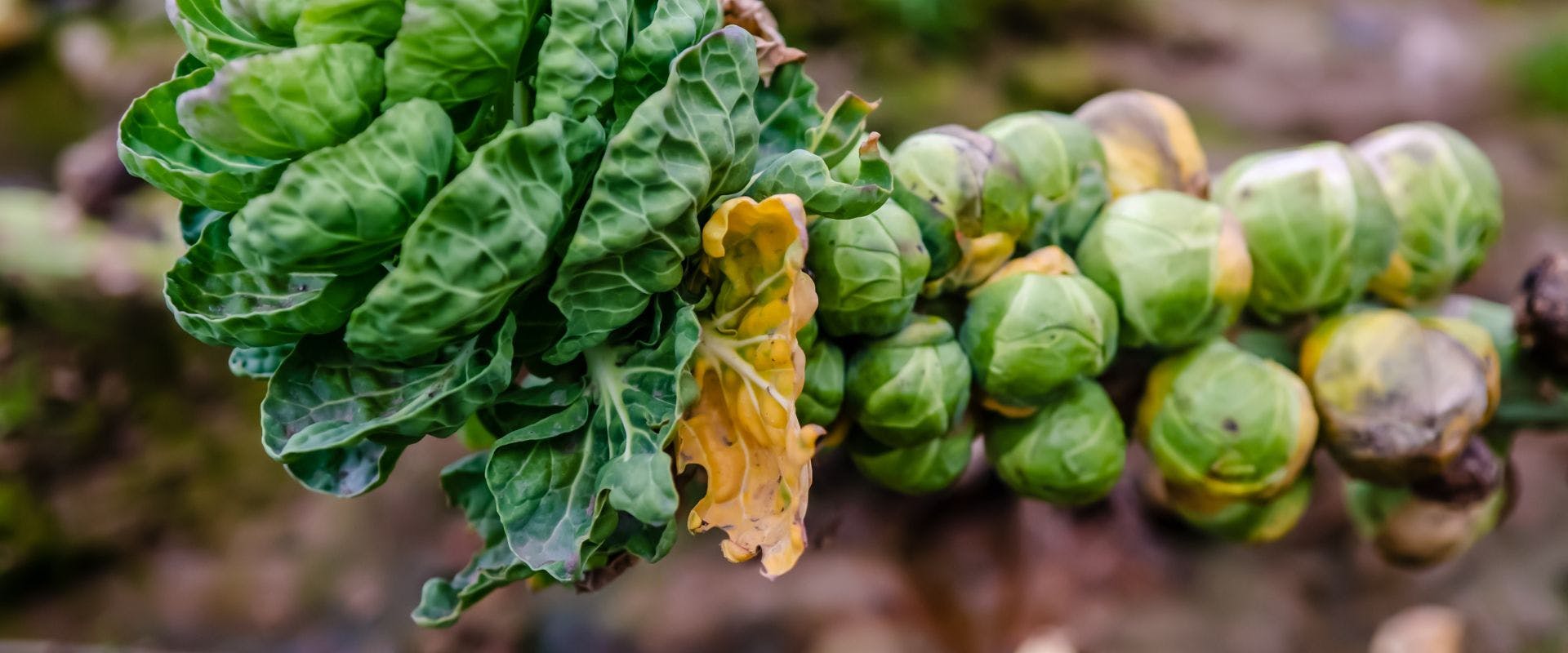 Brussels sprouts growing outdoors