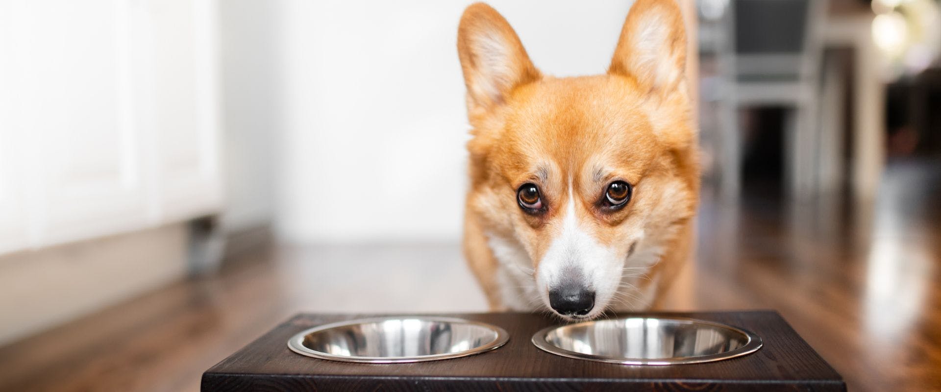 Corgi dog waiting by a metal bowl