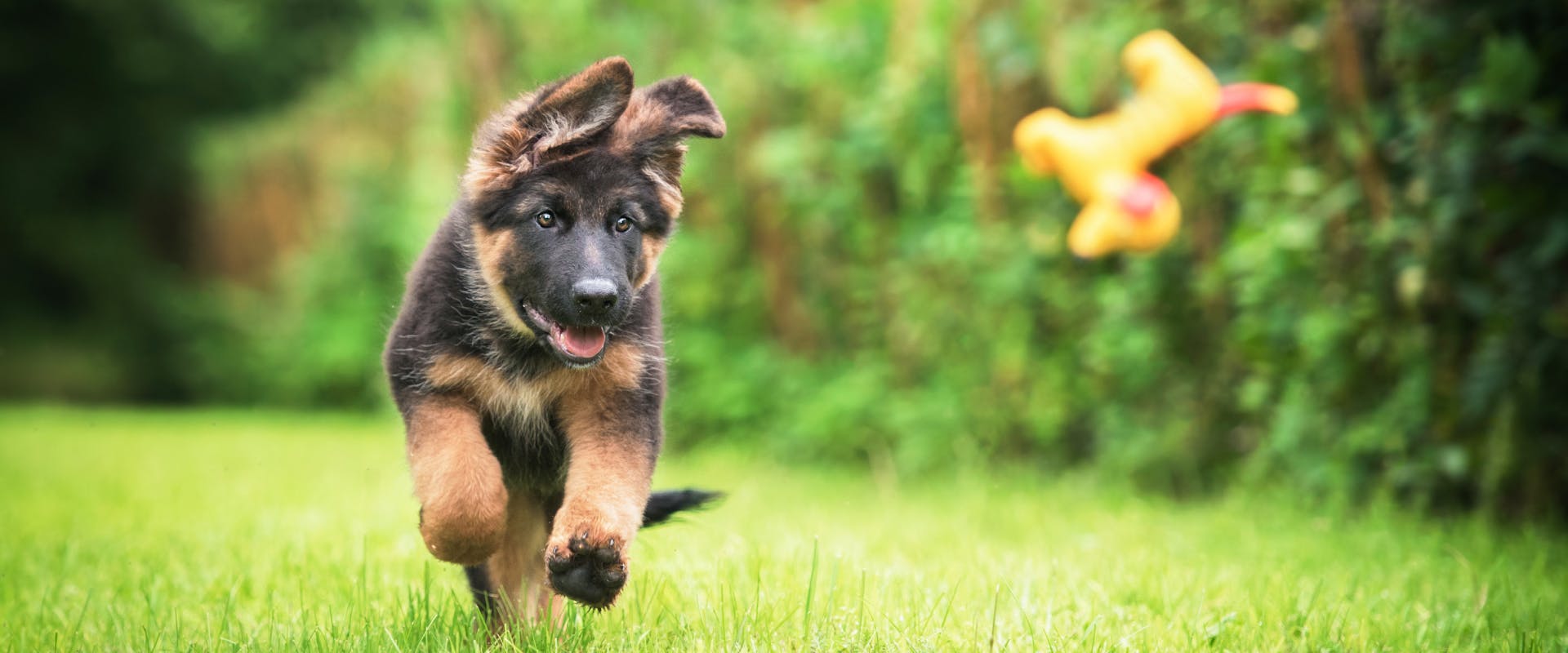 a German shepherd puppy running to try and catch a yellow squeaky toy falling on to the grass
