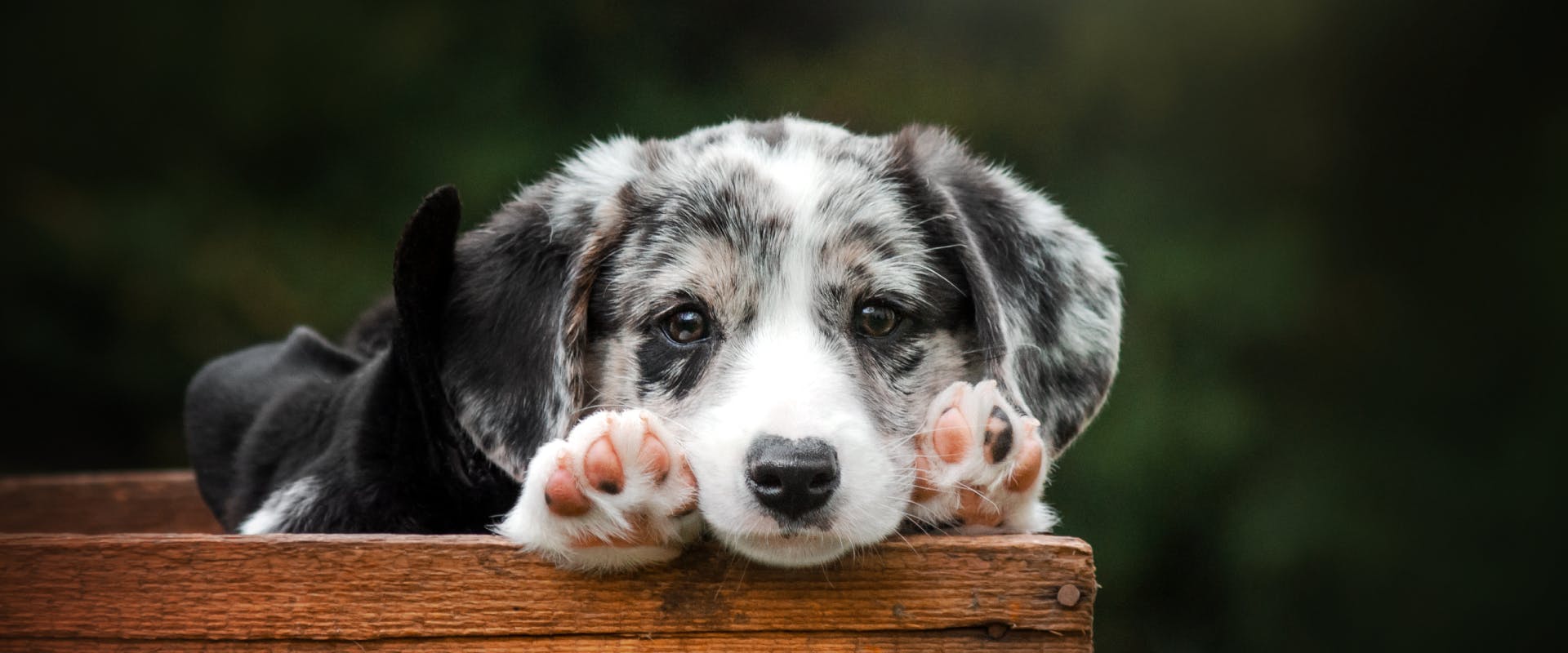 a blue merle Australian shepherd puppy with its face and front paws peeking over a wooden box
