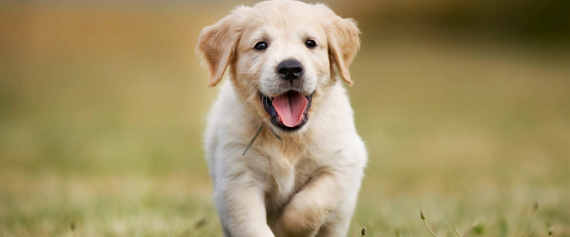 a golden retriever puppy running through a grass field
