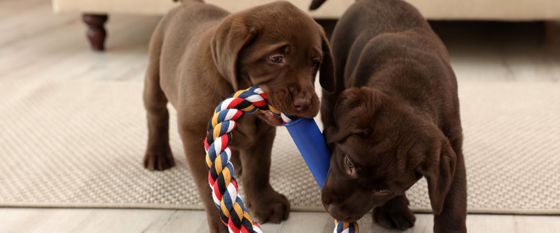 two chocolate Labrador puppies playing and chewing a chew toy next to a coach inside