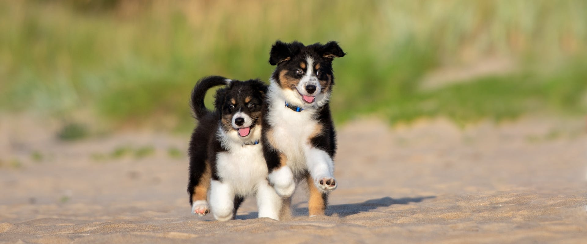 two Bernese mountain dog puppies running along a beach together