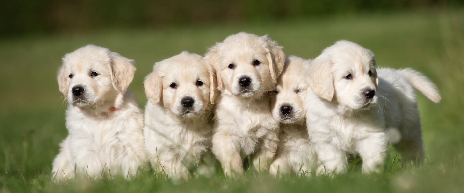 a group of five golden retriever puppies sat together on a patch of grass outside