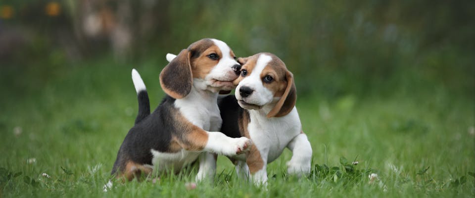 two beagle puppies running and playing together on a patch of grass
