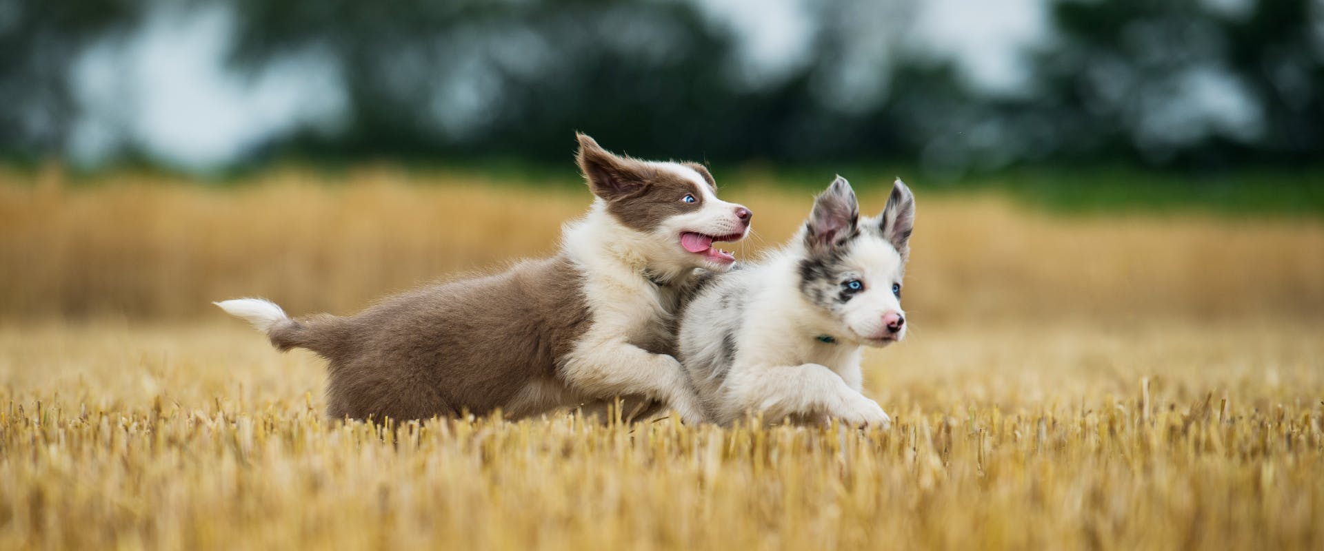 two Australian shepherd puppies running and playing in a field of wheat