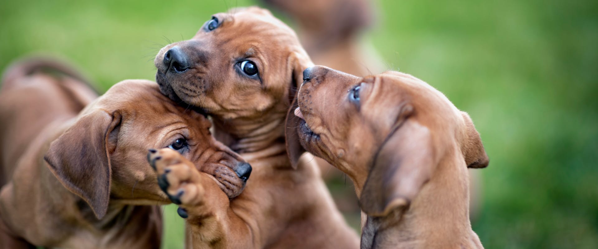 a group of ridgeback puppies playing together outside