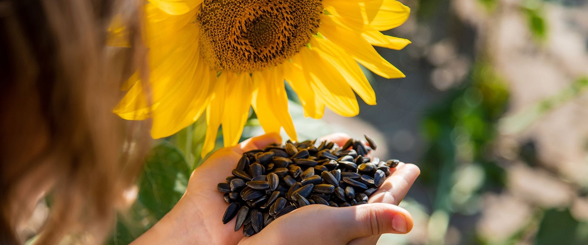 Person holding sunflower seeds with a sunflower in the background
