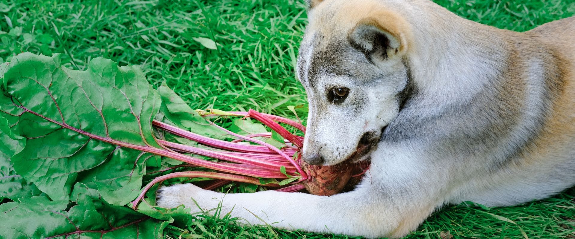 Dog eating beets raw on grass 