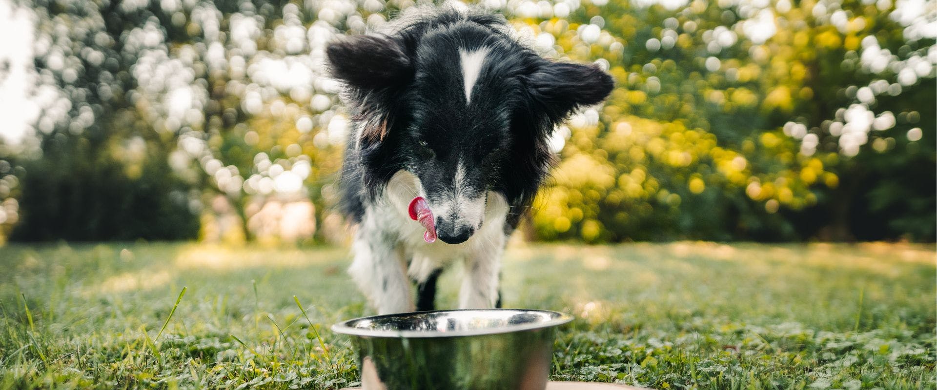 Border Collie eating from a metal bowl outside