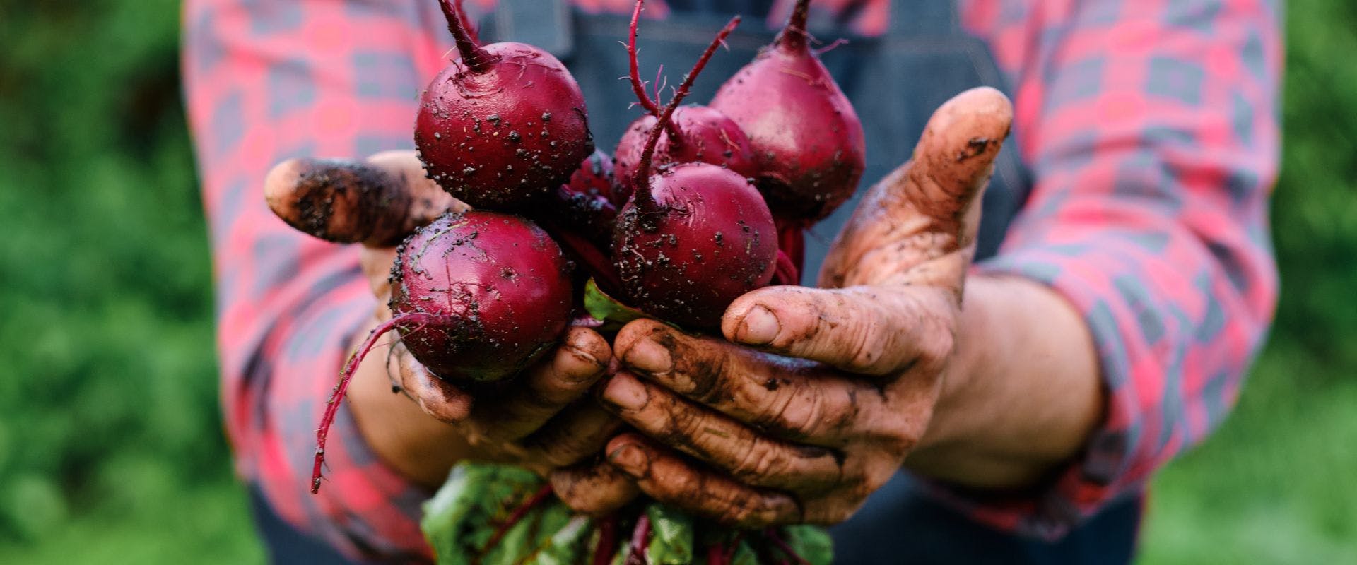Person holding fresh beetroots