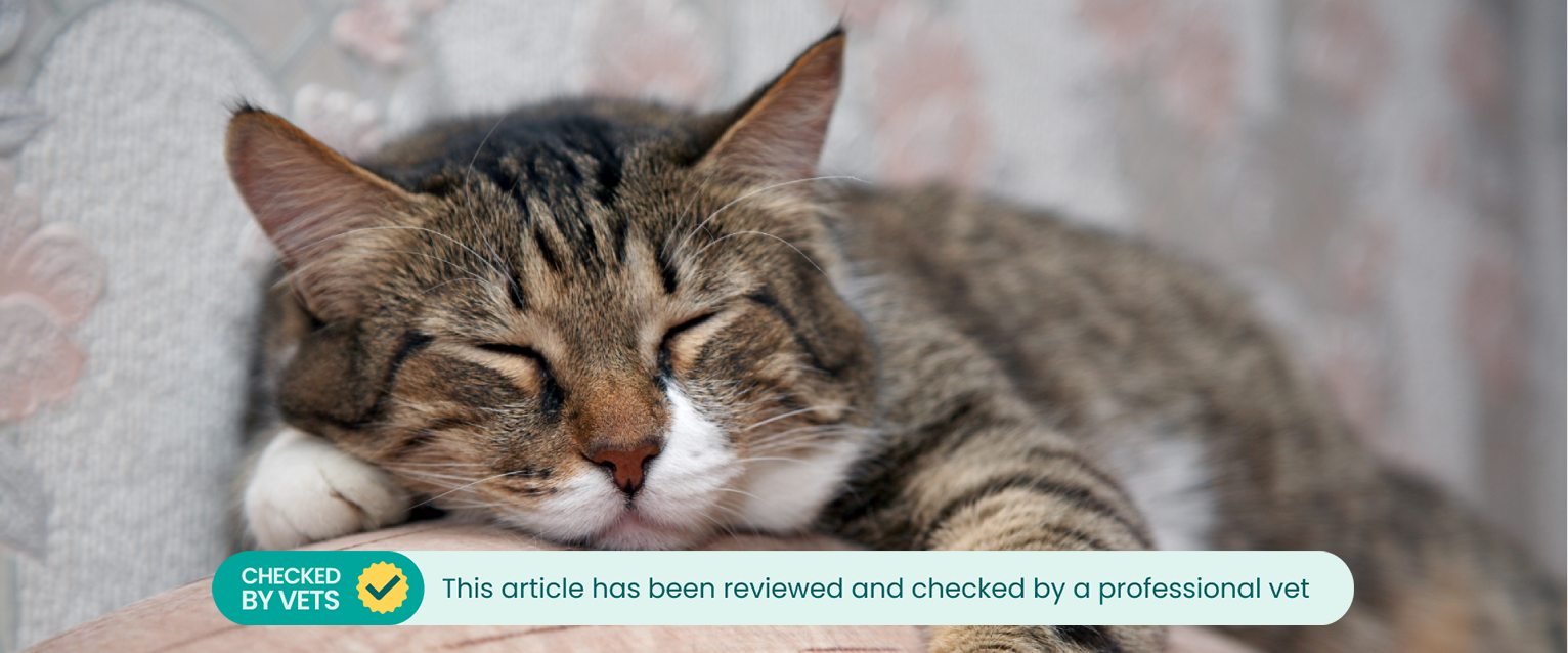 A senior cat sleeps.