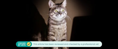 A cat sitting in the dark, illuminated by a laptop screen