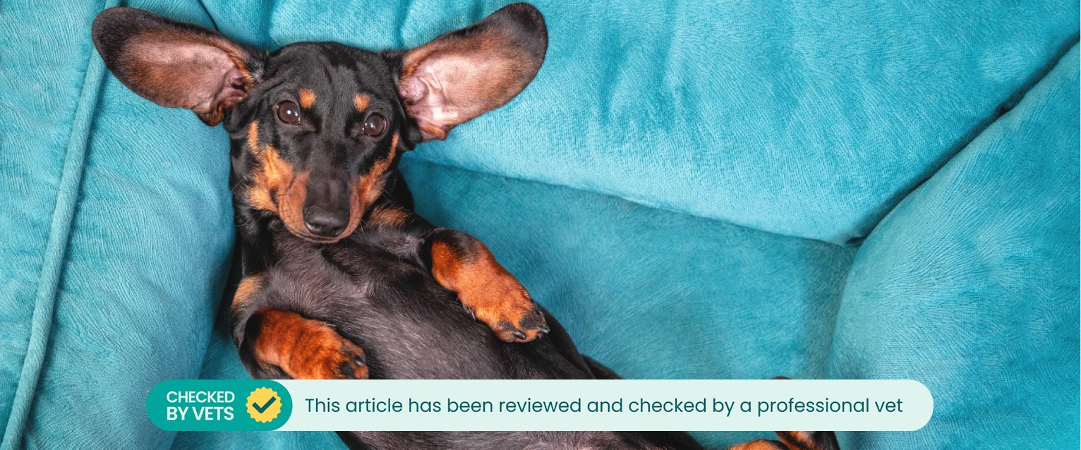 Dog showing belly while lying on its back.