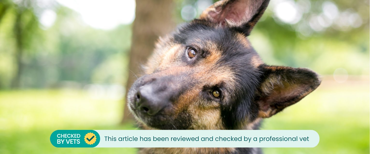 A dog tilts its head to one side.